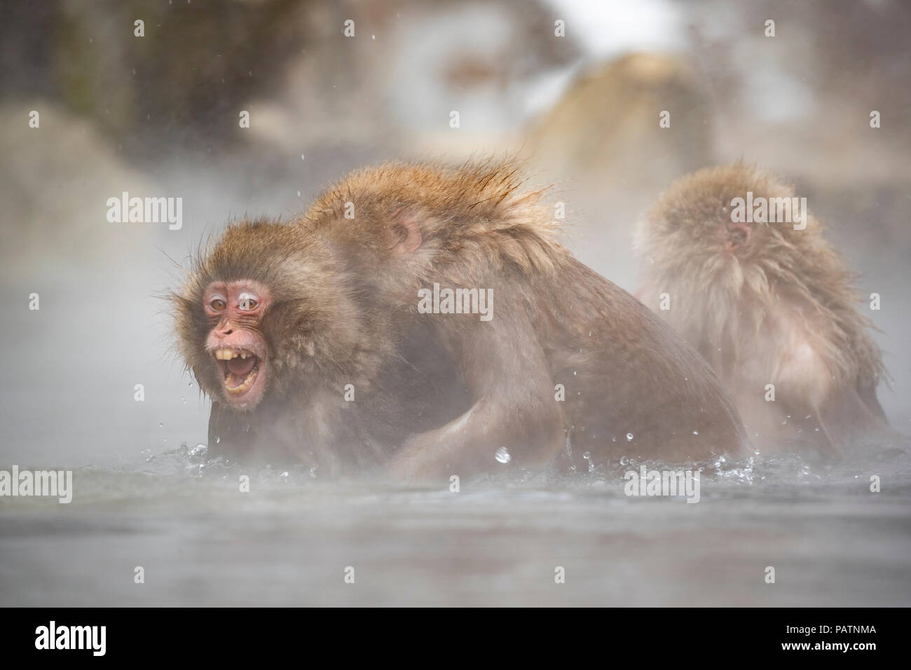 Le Japon, Honshu, Nagano Prefecture, Jigokudani Monkey Park. Macaque japonais aka snow monkey ou Nihonzaru (Macaca fuscata). Banque D'Images