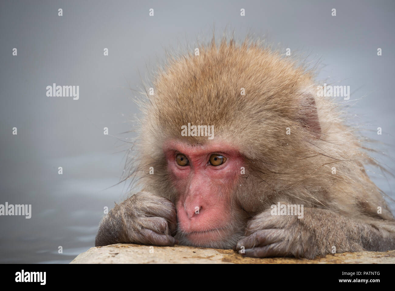 Le Japon, Honshu, Nagano Prefecture, Jigokudani Monkey Park. Macaque japonais aka snow monkey ou Nihonzaru (Macaca fuscata). Banque D'Images Le Japon, Honshu, Nagano Prefecture, Jigokudani Monkey Park. Macaque japonais aka snow monkey ou Nihonzaru (Macaca fuscata). Banque D'Images