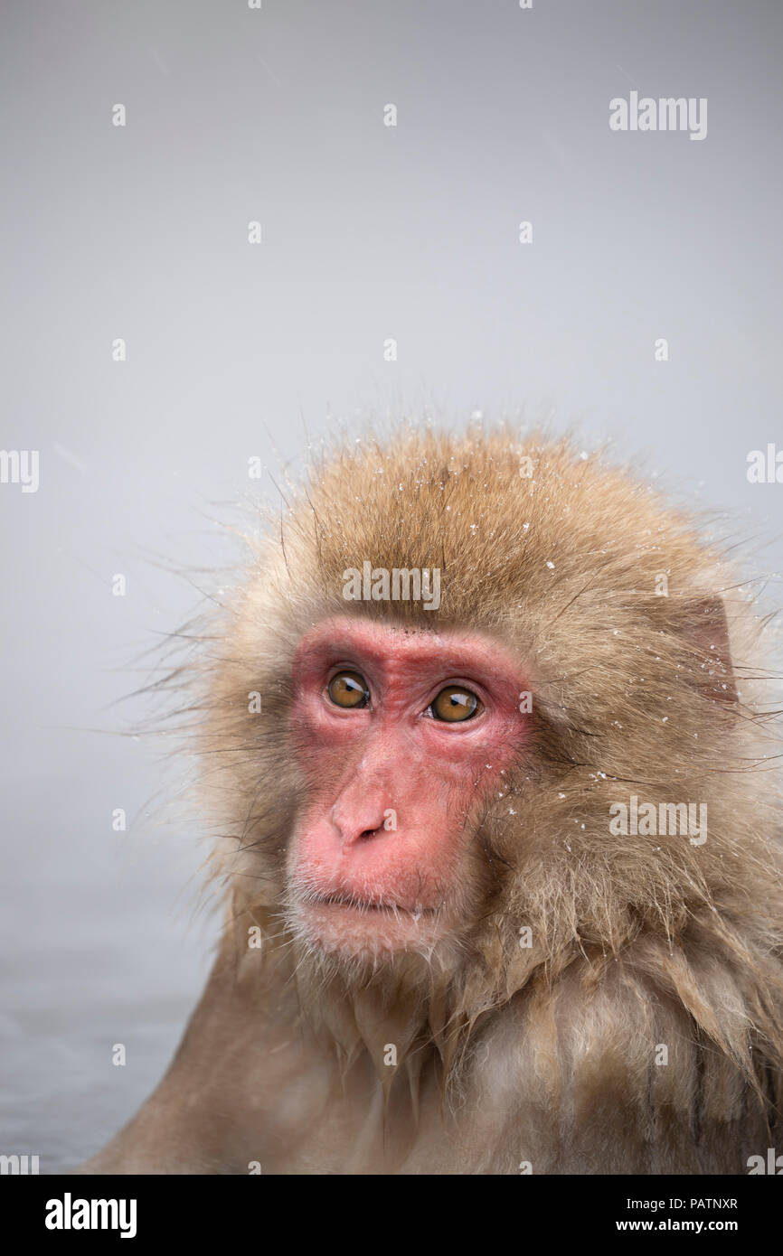 Le Japon, Honshu, Nagano Prefecture, Jigokudani Monkey Park. Macaque japonais aka snow monkey ou Nihonzaru (Macaca fuscata) à Hot Springs. Banque D'Images Le Japon, Honshu, Nagano Prefecture, Jigokudani Monkey Park. Macaque japonais aka snow monkey ou Nihonzaru (Macaca fuscata) à Hot Springs. Banque D'Images