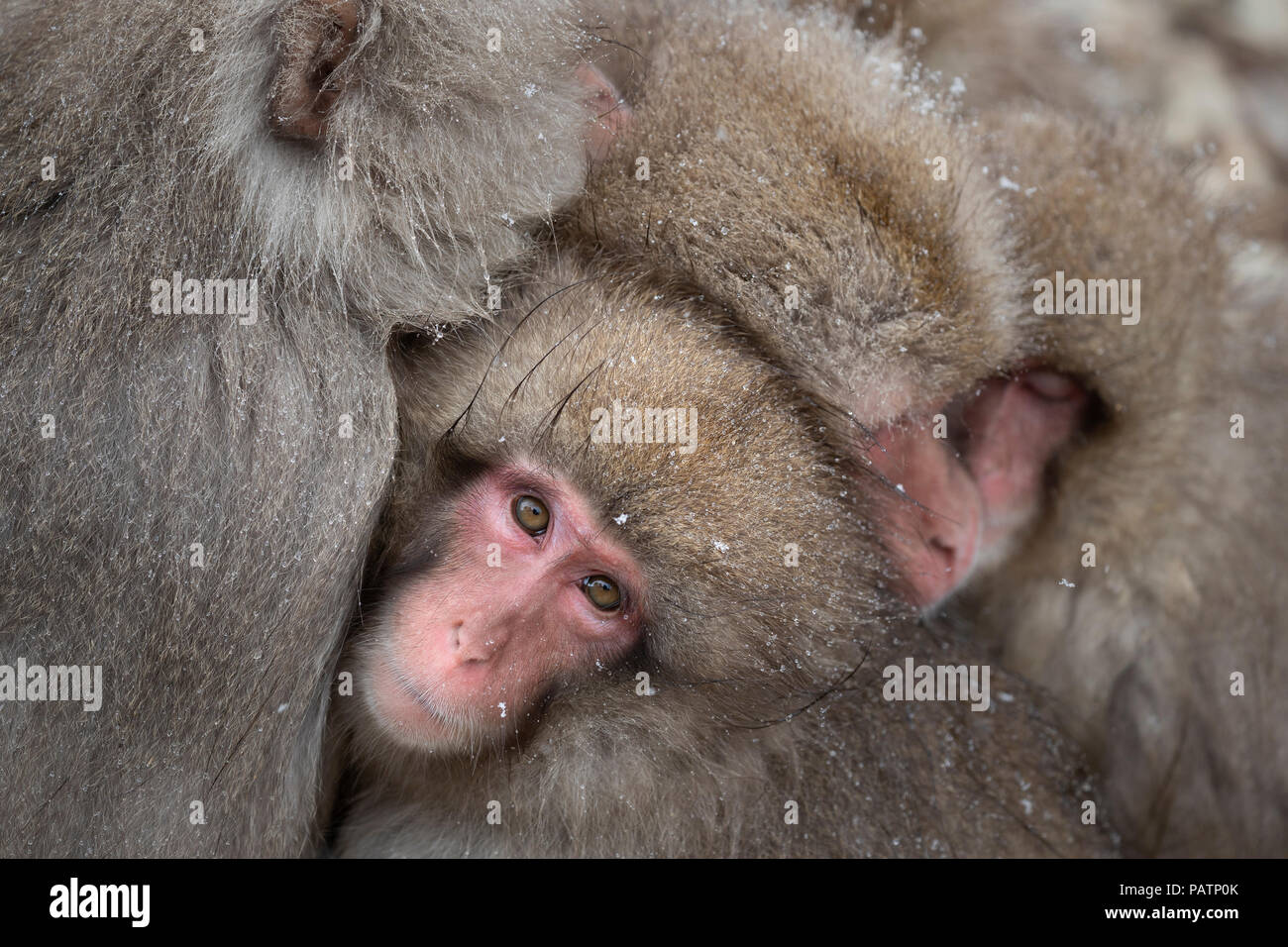 Le Japon, Honshu, la préfecture de Nagano. Macaque japonais aka snow monkey ou Nihonzaru (Macaca fuscata). Les singes ramassées pour garder au chaud. Banque D'Images