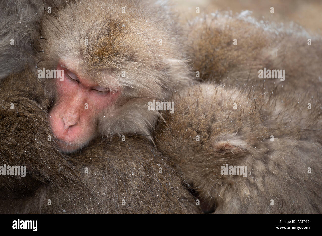 Le Japon, Honshu, la préfecture de Nagano. Macaque japonais aka snow monkey ou Nihonzaru (Macaca fuscata). Les singes ramassées pour garder au chaud. Banque D'Images