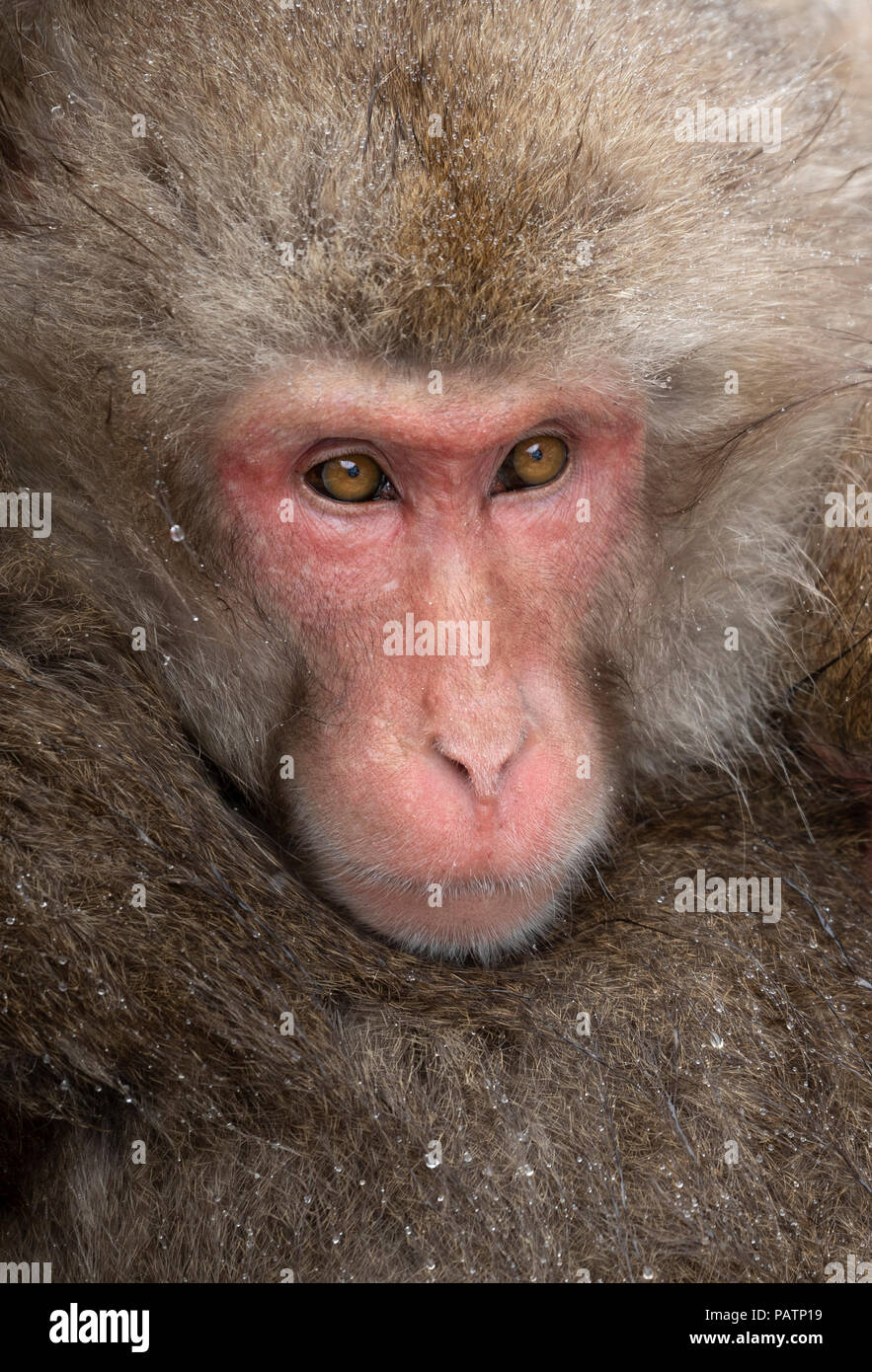 Le Japon, Honshu, la préfecture de Nagano. Macaque japonais aka snow monkey ou Nihonzaru (Macaca fuscata). Les singes ramassées pour garder au chaud. Banque D'Images