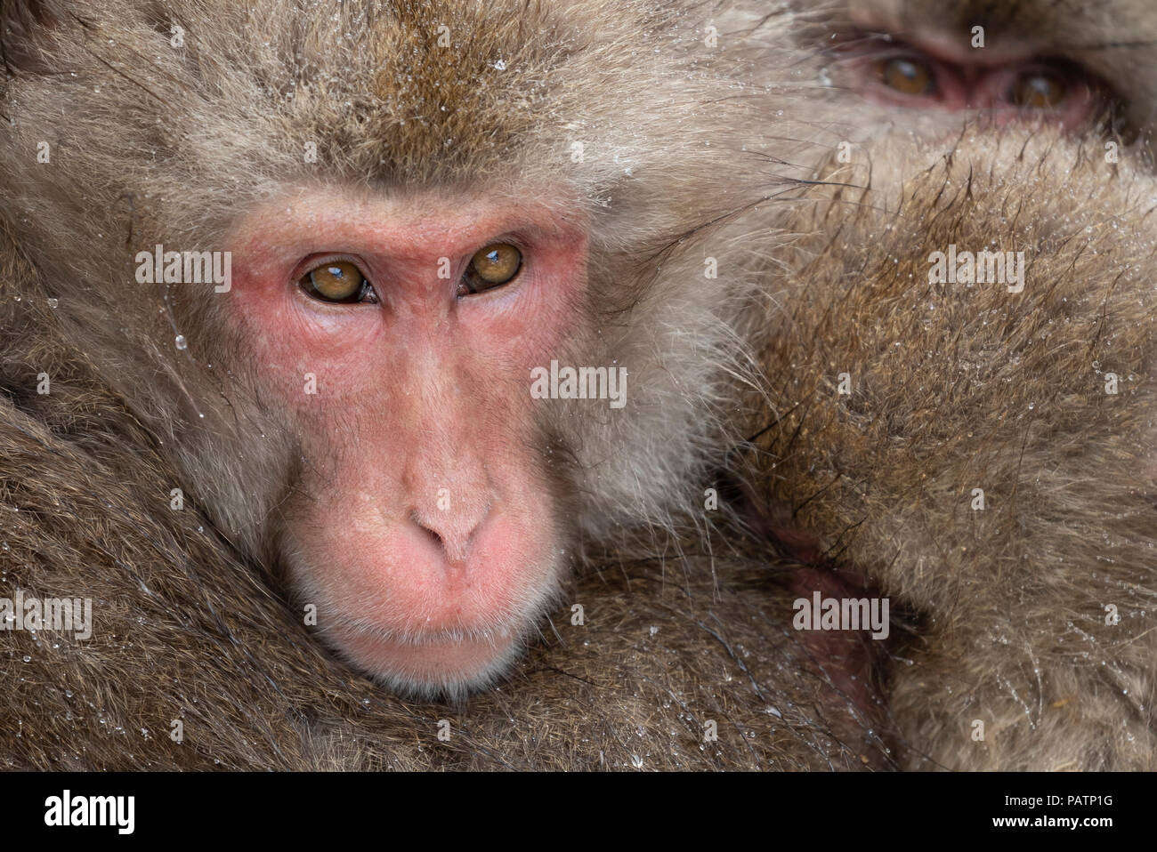 Le Japon, Honshu, la préfecture de Nagano. Macaque japonais aka snow monkey ou Nihonzaru (Macaca fuscata). Les singes ramassées pour garder au chaud. Banque D'Images