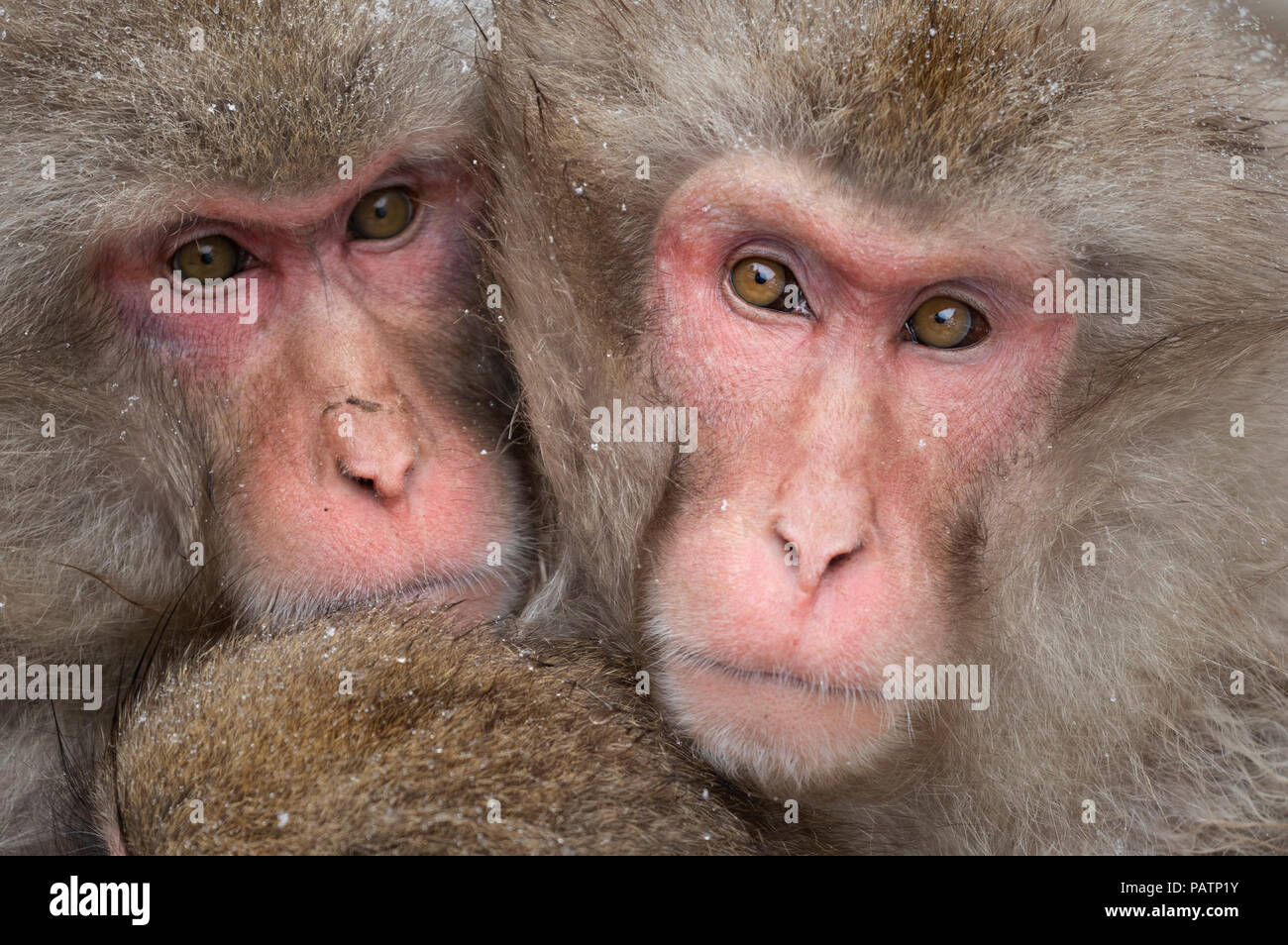 Le Japon, Honshu, la préfecture de Nagano. Macaque japonais aka snow monkey ou Nihonzaru (Macaca fuscata). Les singes ramassées pour garder au chaud. Banque D'Images