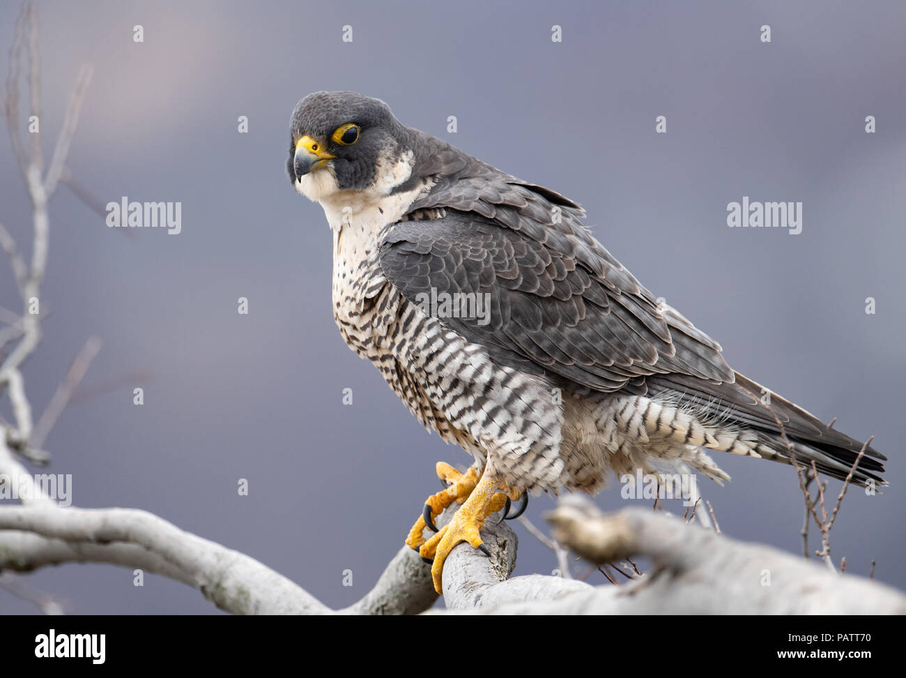 Portrait du faucon pèlerin Banque D'Images