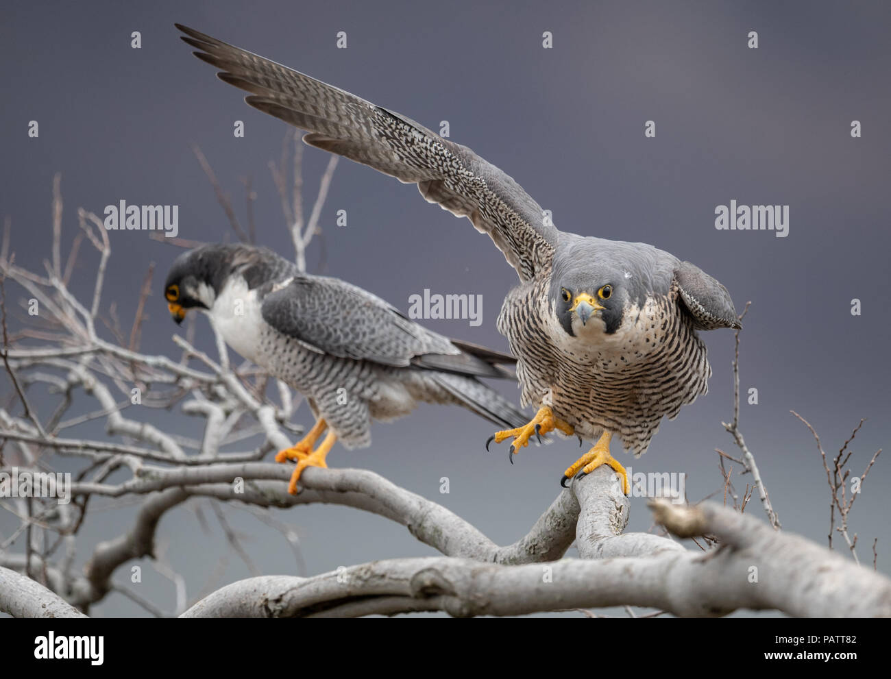 Portrait du faucon pèlerin Banque D'Images