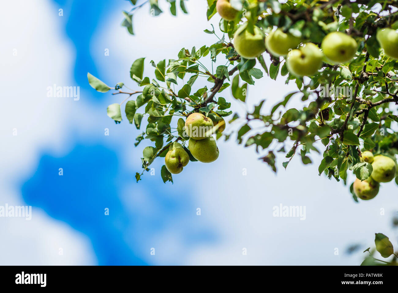 Maturation les poires sur un arbre vert avec des feuilles vertes sur fond de ciel bleu Banque D'Images