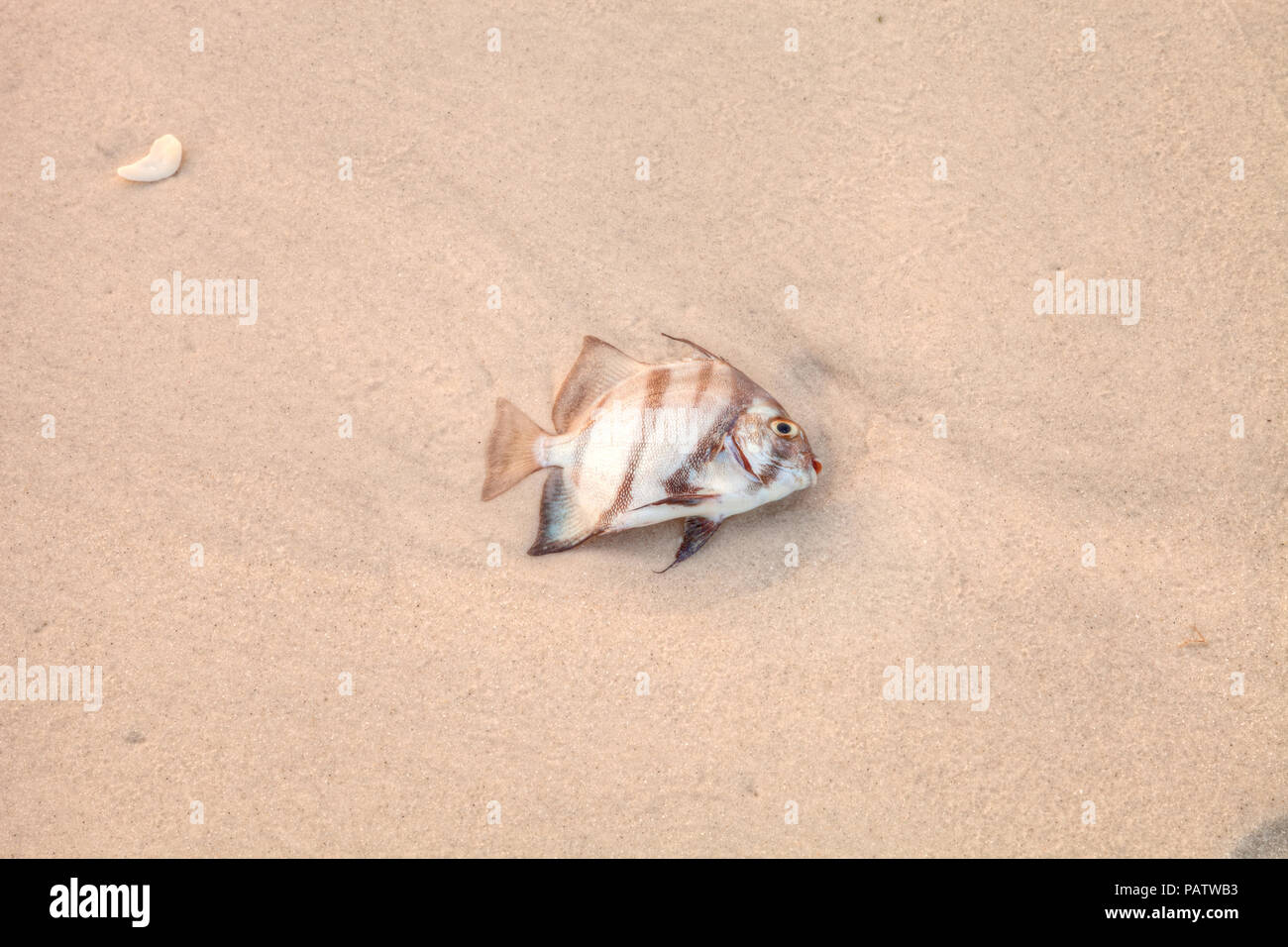 Atlantic spadefish Chaetodipterus faber sur la plage de sable de la plage de Naples à Naples, en Floride après la proie de marée rouge. Banque D'Images