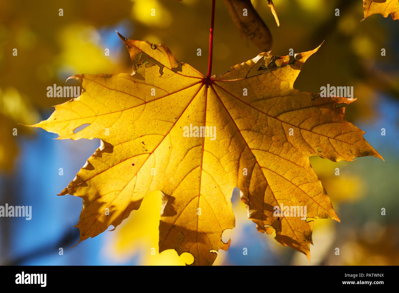 La lumière du soleil jaune d'automne feuille d'érable en forêt à la journée ensoleillée. Vue rapprochée. Banque D'Images