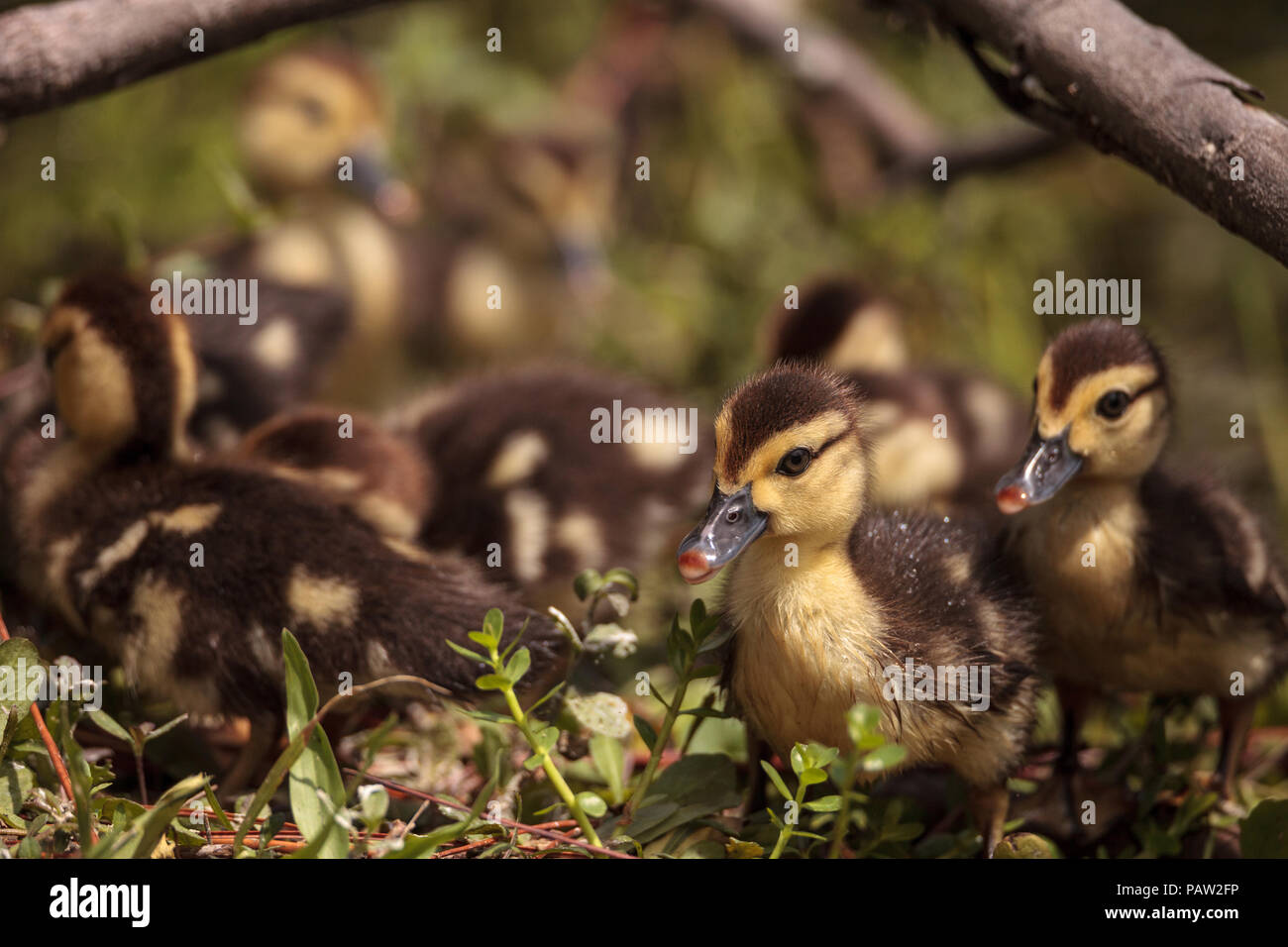 Bebe Little Brown Canetons De Barbarie Cairina Moschata Troupeau Ensemble Dans Un Etang A Naples Floride En Ete Photo Stock Alamy