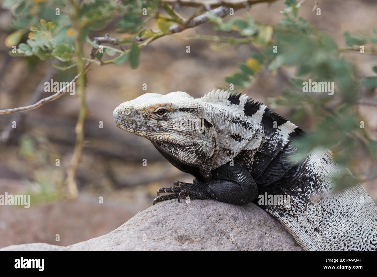 Des profils San Esteban, l'iguane Ctenosaura conspicuosa, se prélassant sur rock, Basse Californie, au Mexique. Banque D'Images