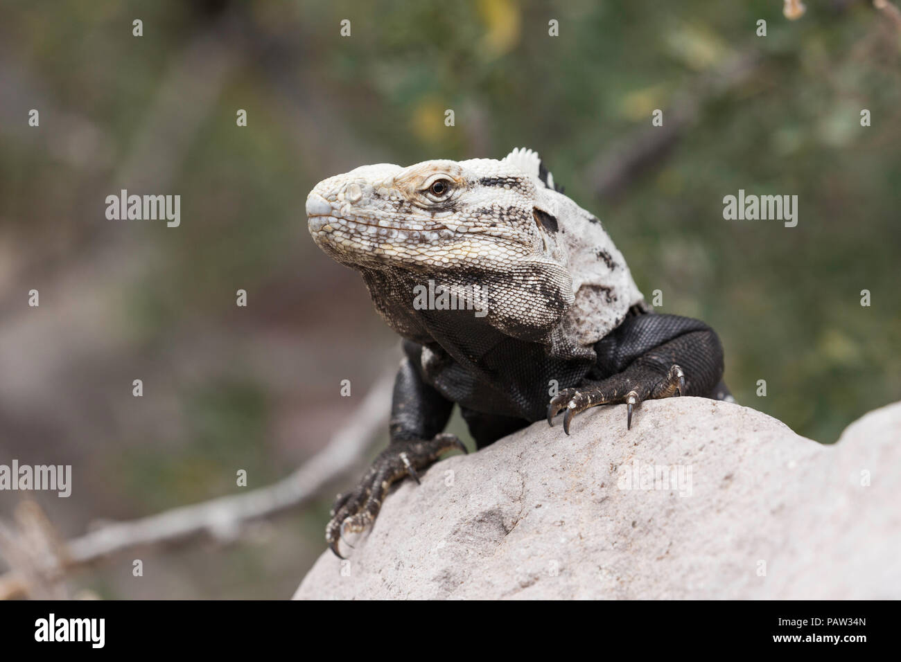 Des profils San Esteban, l'iguane Ctenosaura conspicuosa, se prélassant sur rock, Basse Californie, au Mexique. Banque D'Images