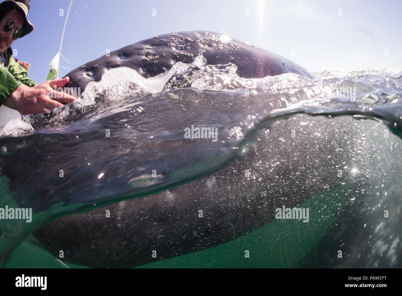 Baleine grise de Californie, veau Eschrichtius robustus, sous l'eau avec les touristes excités dans la lagune de San Ignacio, Baja California Sur, Mexique Banque D'Images