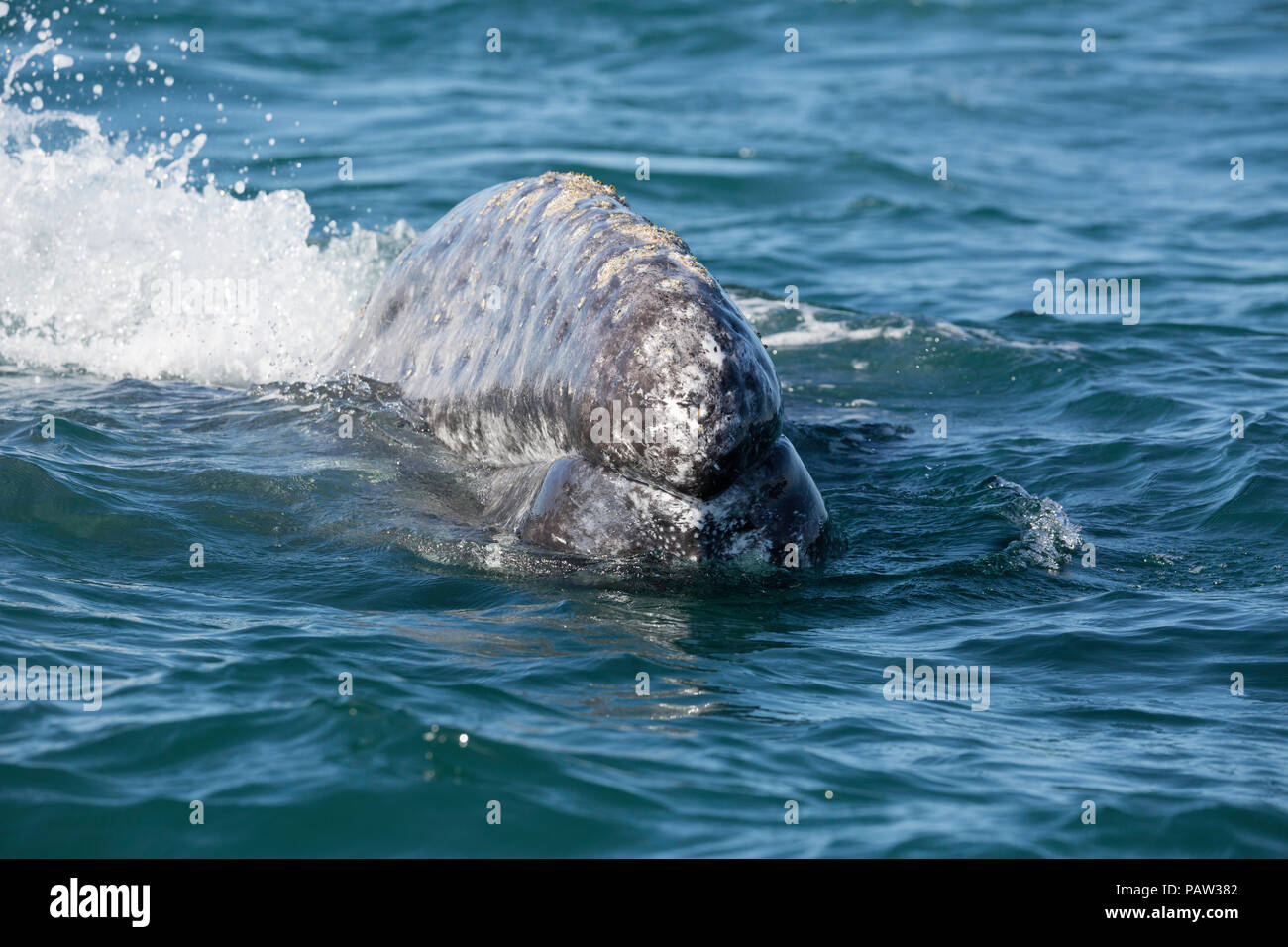 Baleine grise de Californie adultes, Eschritius robustus, émerge dans la lagune de San Ignacio, Baja California Sur, au Mexique. Banque D'Images