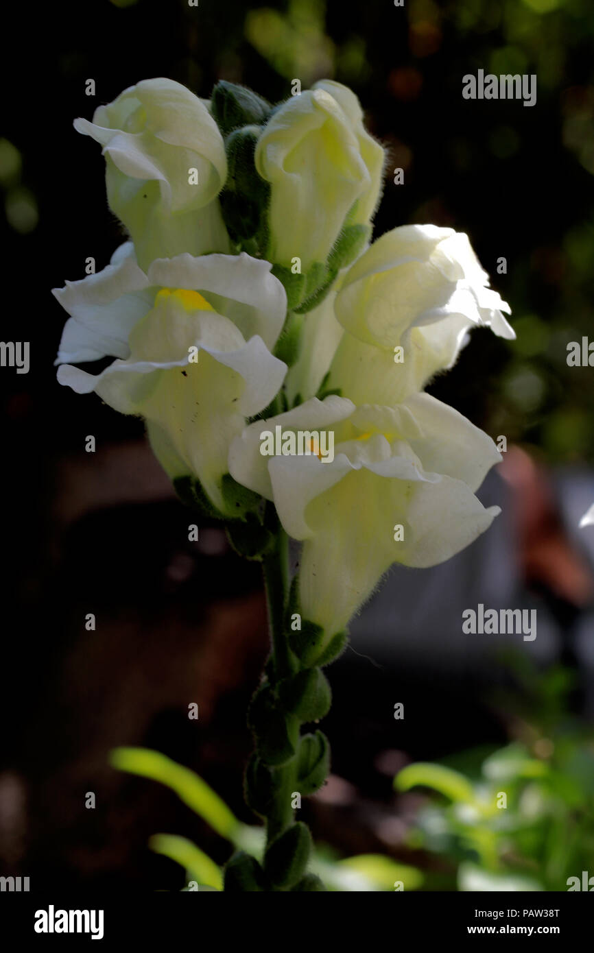Antirrhinum majus (Löwenmaul) (Muflier) (Muflier à grandes fleurs) Banque D'Images