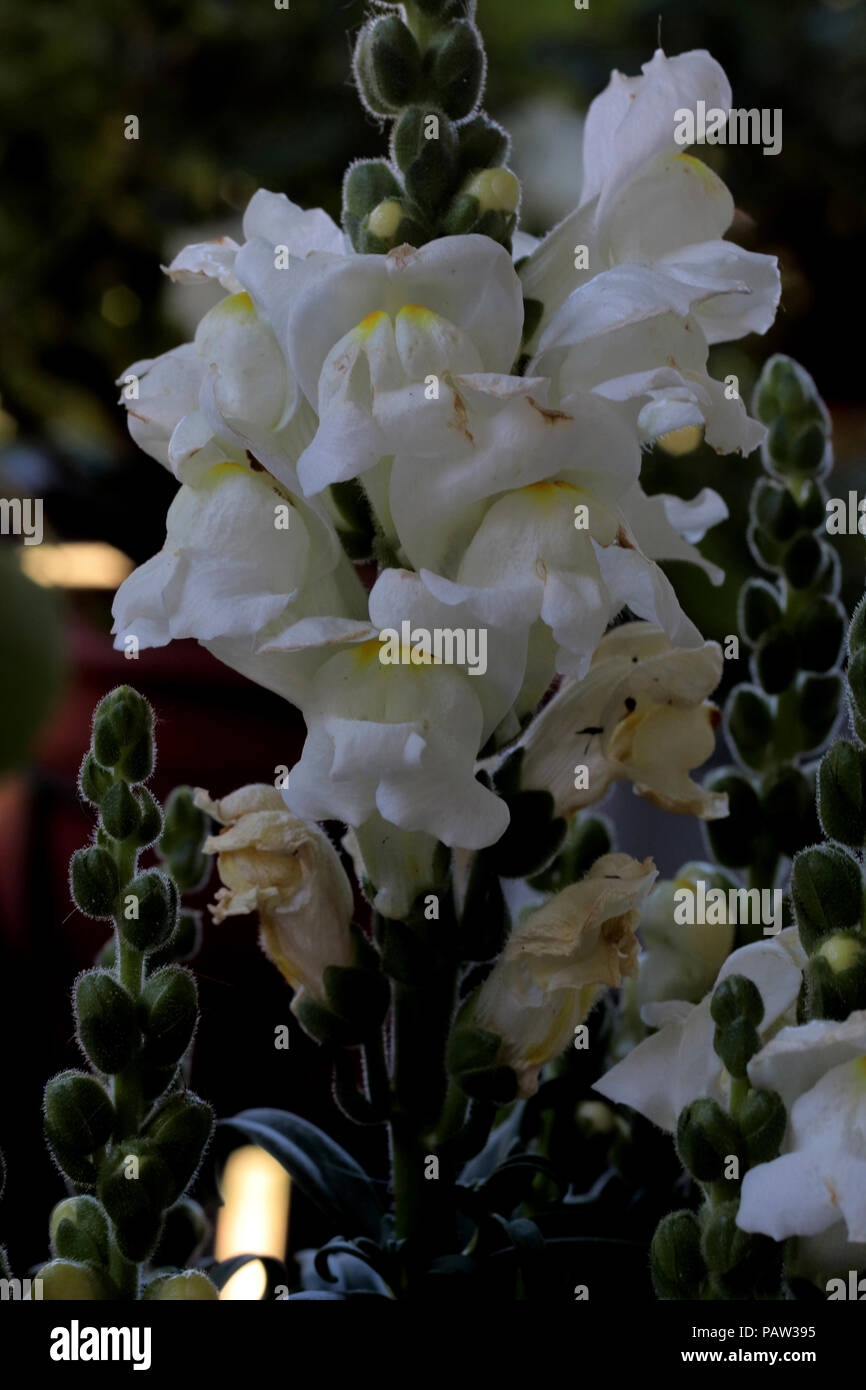 Antirrhinum majus (Löwenmaul) (Muflier) (Muflier à grandes fleurs) Banque D'Images