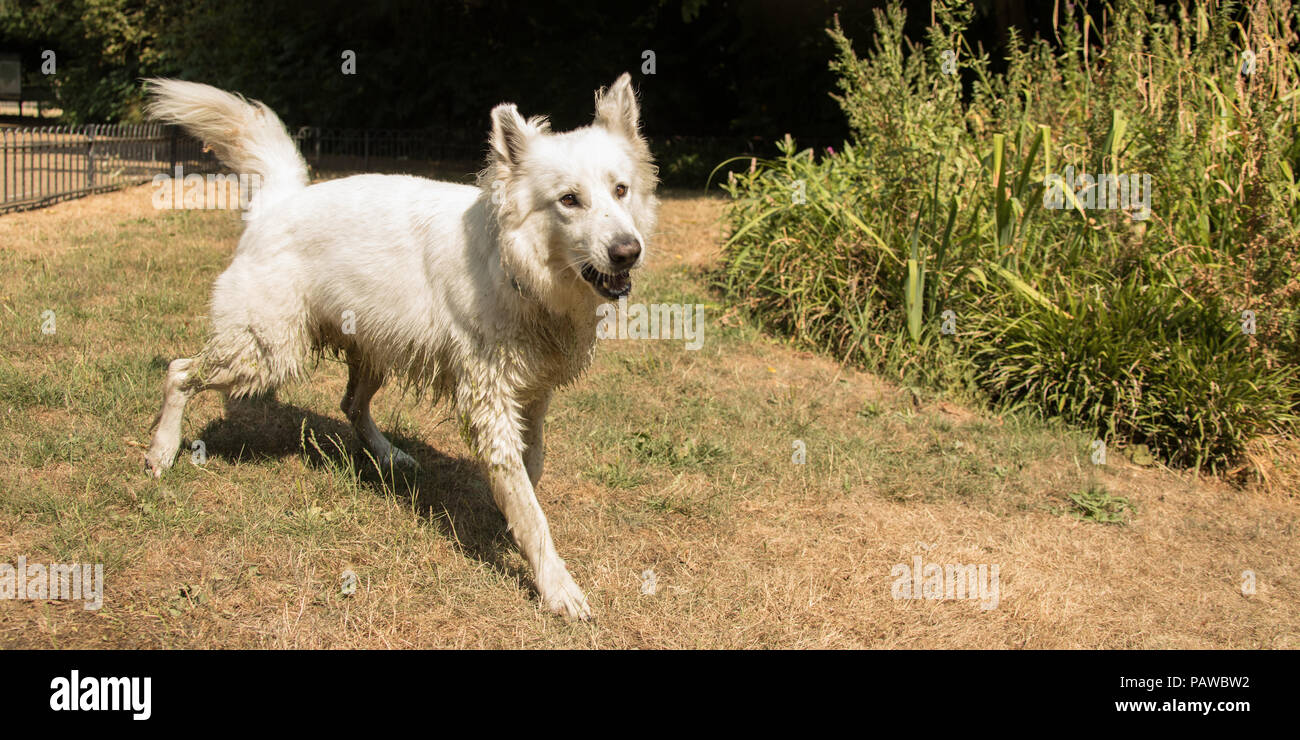 London,UK. 25 juillet, 2018. Comme le long hot summer continue un grand chien blanc ( berger blanc suisse/ white sheperd) apprécie le soleil dans Peckham Rye Park, Londres du sud. David Rowe/Alamy Live News Banque D'Images