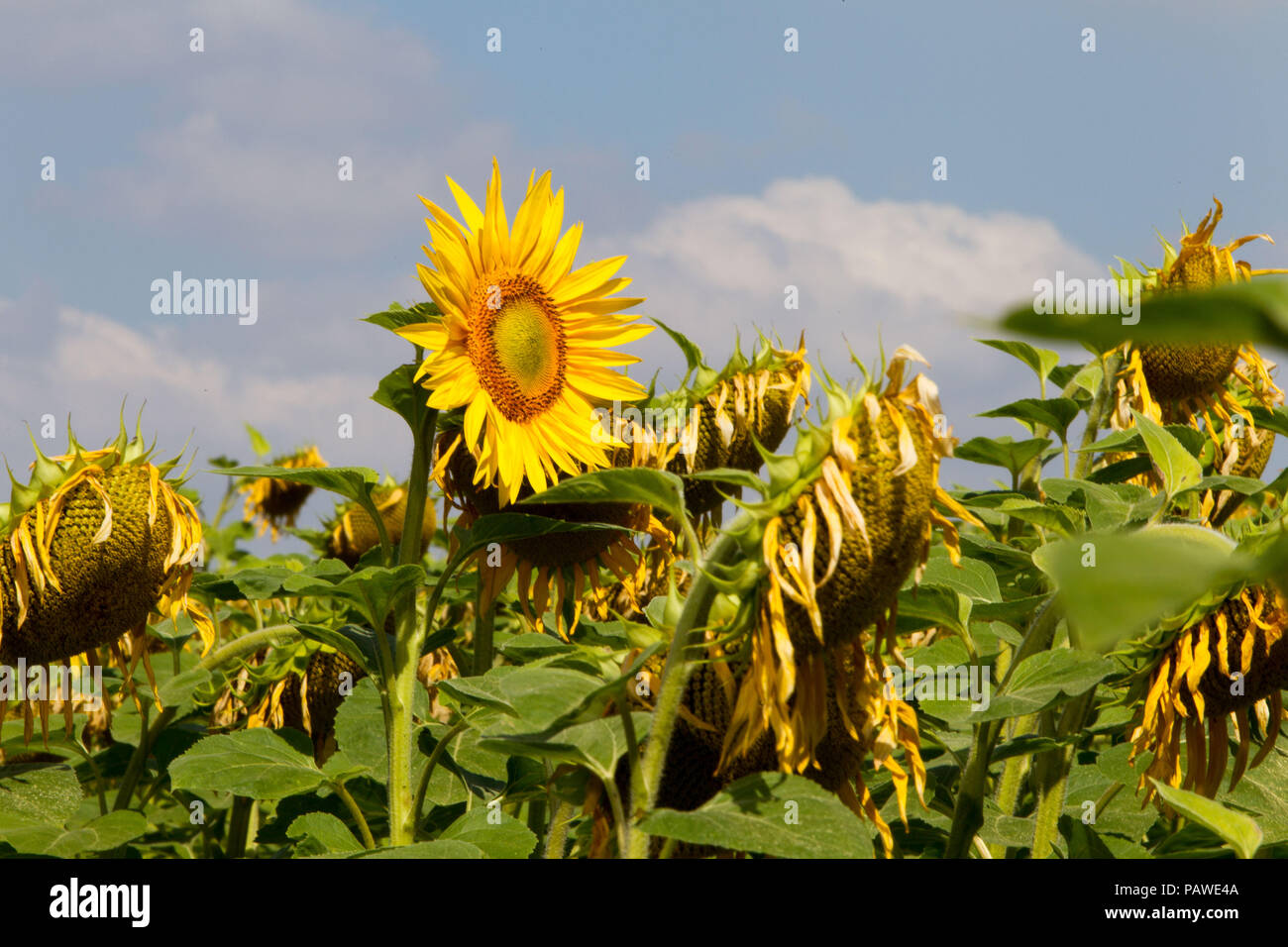 24 juillet 2018, l'Allemagne, Ville de Wehlen : à des températures supérieures à 30 degrés, la première sur un champ de tournesols en Saxe dépérissent.- PAS DE SERVICE DE FIL - Photo : Daniel Schäfer/dpa-Zentralbild/dpa Banque D'Images