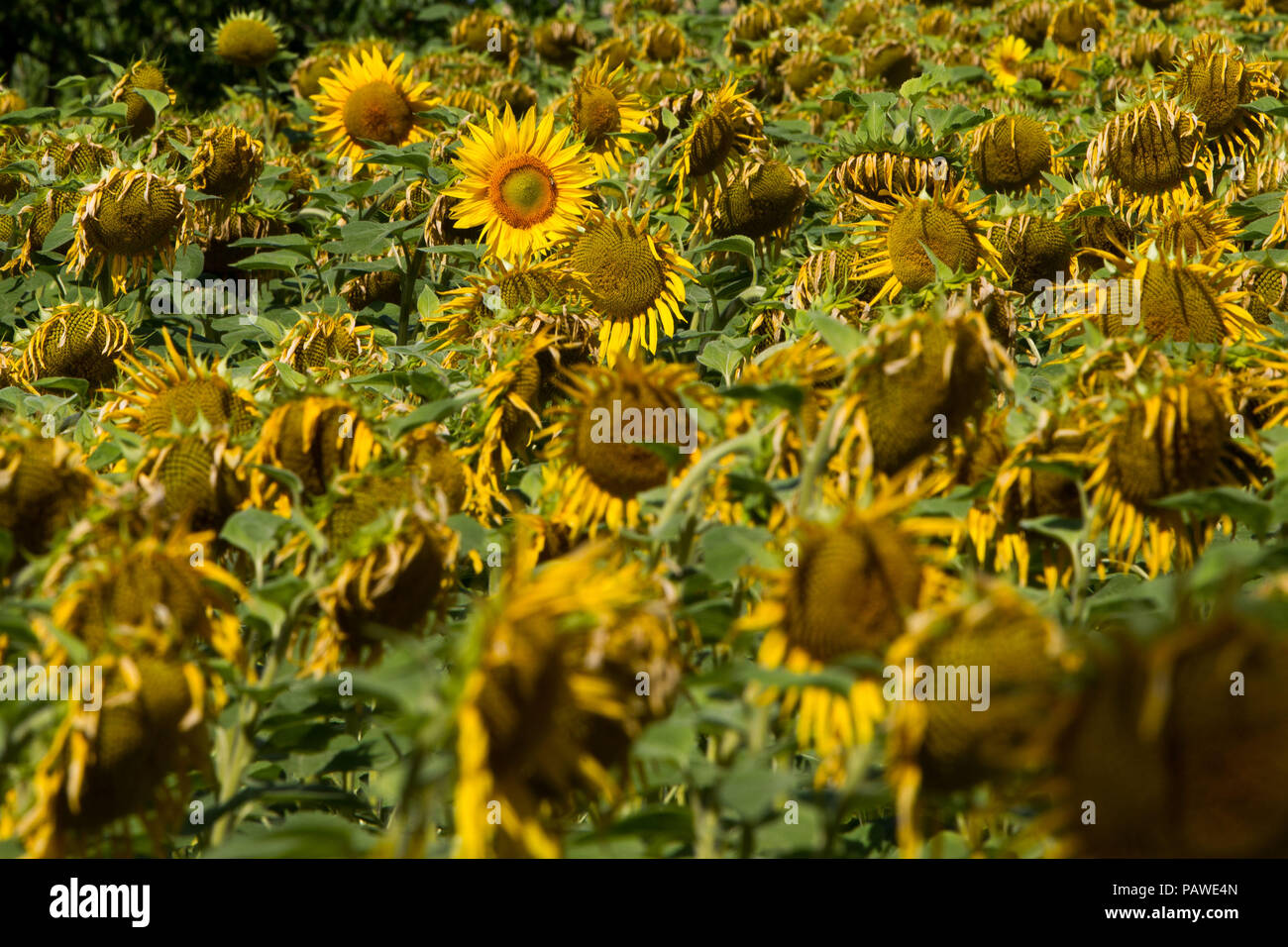 24 juillet 2018, l'Allemagne, Ville de Wehlen : à des températures supérieures à 30 degrés, la première sur un champ de tournesols en Saxe dépérissent.- PAS DE SERVICE DE FIL - Photo : Daniel Schäfer/dpa-Zentralbild/dpa Banque D'Images