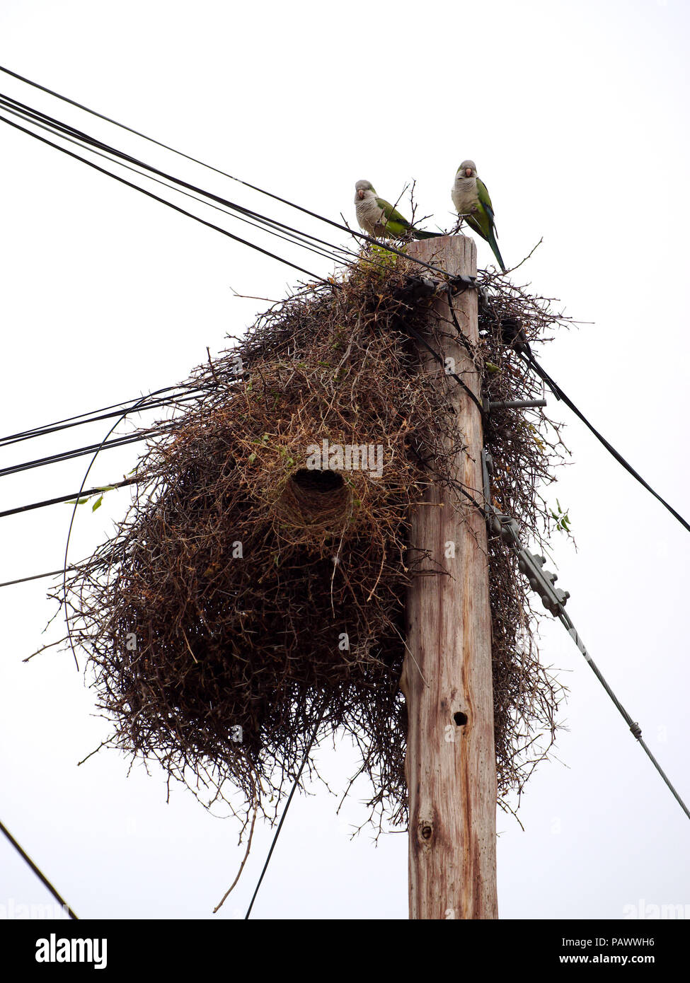 Les perroquets sont debout sur un nid construit sur un poste électrique à Villa de Merlo, San Luis Argentine Banque D'Images