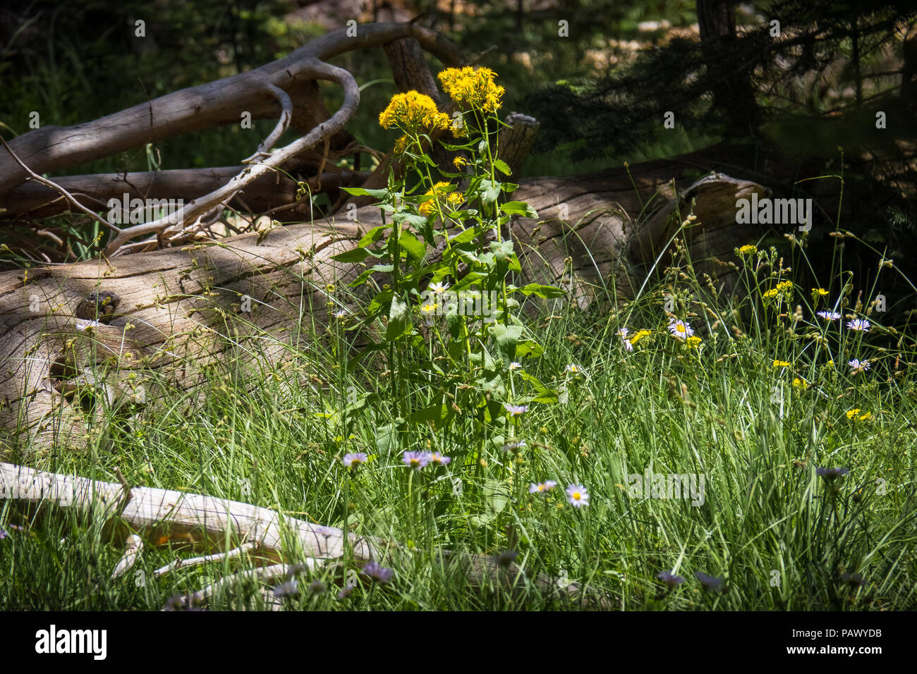 Avec de belles fleurs et herbes journal de la forêt de montagne - l'autoroute 4, en Californie Banque D'Images