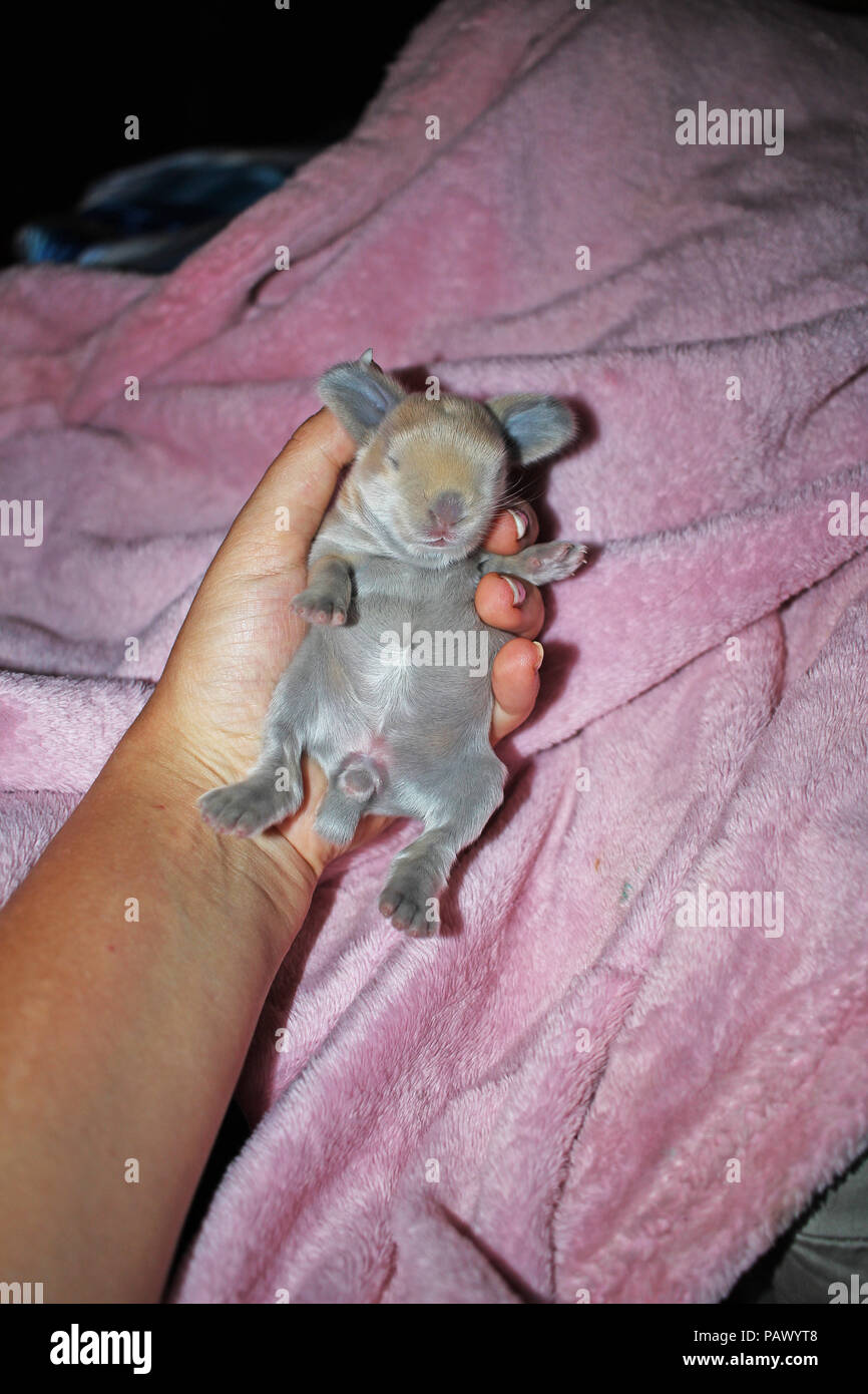 Naissance D Un Bebe Lapin Belier Animal Animaux Kit Lop Lapin Mignon Hibou Kits Photo Stock Alamy Naissance D Un Bebe Lapin Belier Animal Animaux Kit Lop Lapin Mignon Hibou Kits Photo Stock Alamy
