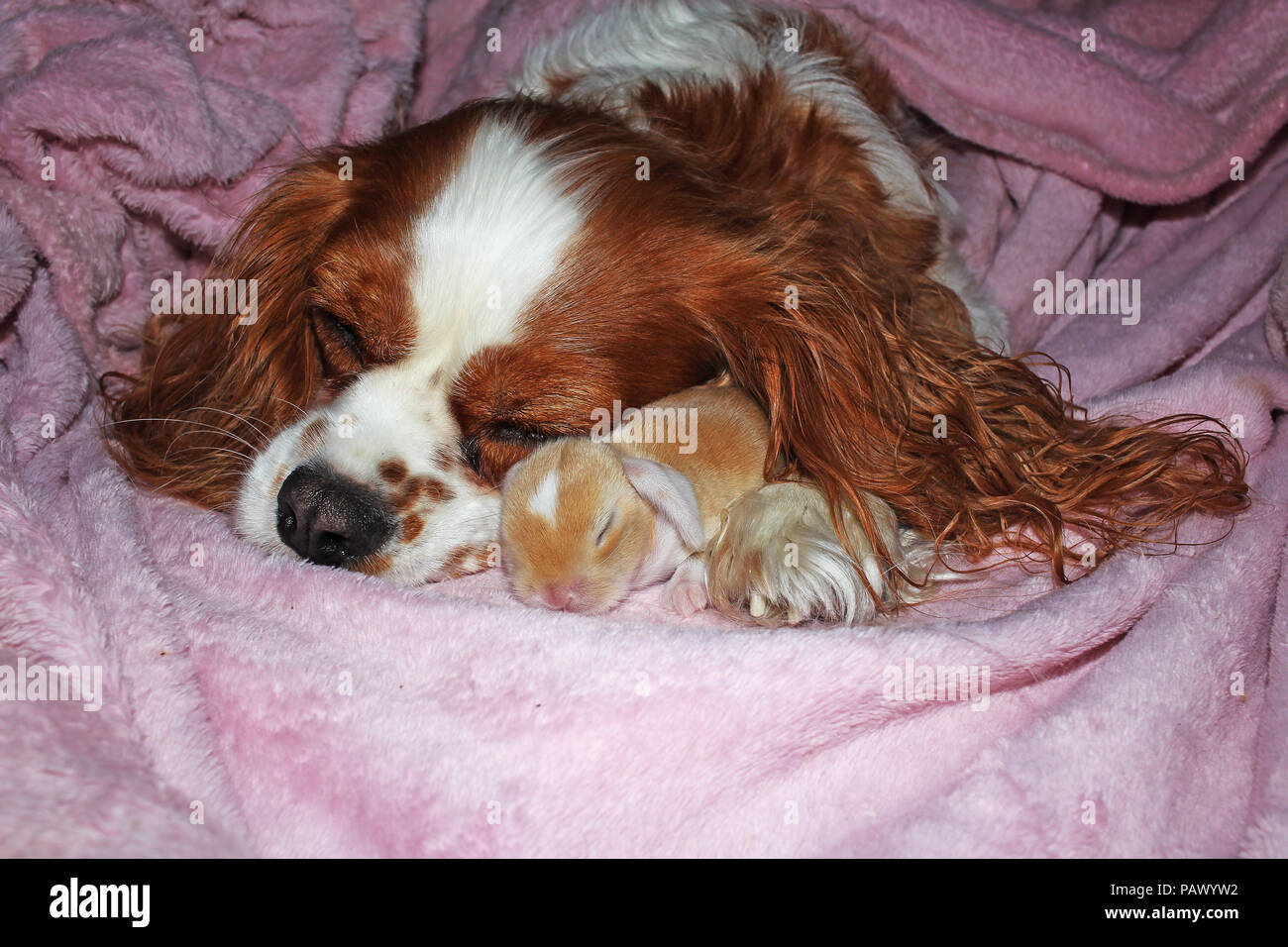 Chien Et Bebe Nouveau Ne Lapin Lapin Kit Cavalier King Charles Spaniel Puppy Et Lop Animaux Reunis Mignon Photo Stock Alamy