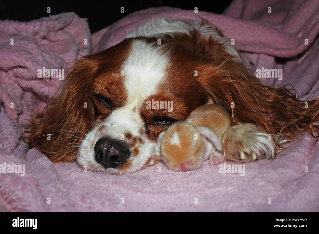 Chien Et Bebe Nouveau Ne Lapin Lapin Kit Cavalier King Charles Spaniel Puppy Et Lop Animaux Reunis Mignon Photo Stock Alamy