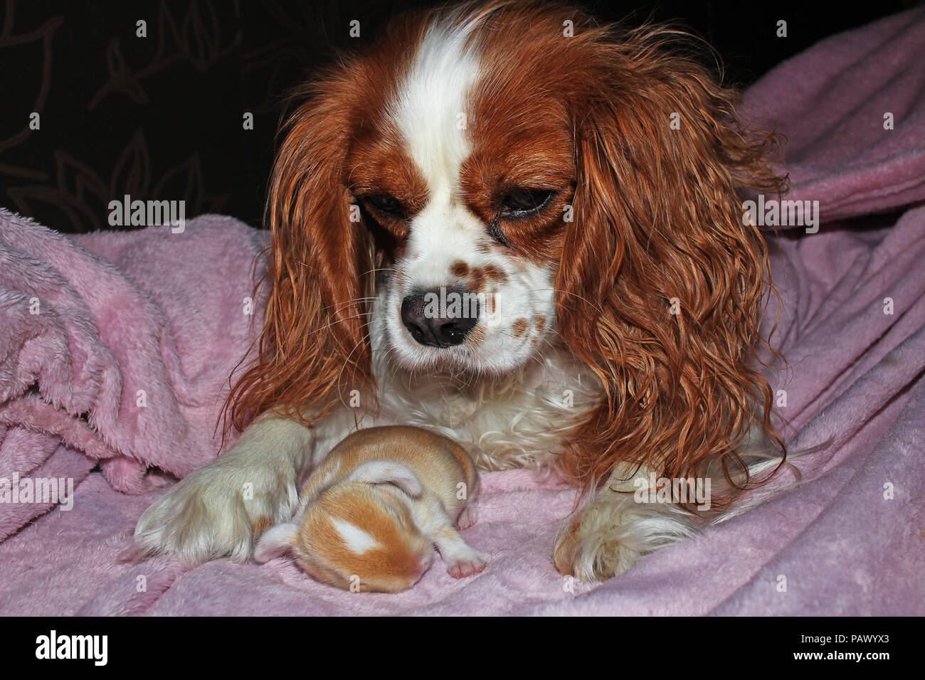 Chien Et Bebe Nouveau Ne Lapin Lapin Kit Cavalier King Charles Spaniel Puppy Et Lop Animaux Reunis Mignon Photo Stock Alamy