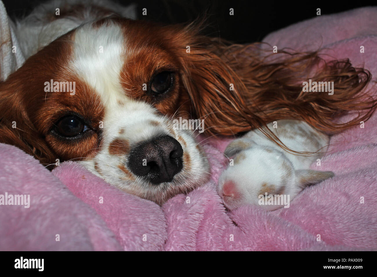 Chien Et Bebe Nouveau Ne Lapin Lapin Kit Cavalier King Charles Spaniel Puppy Et Lop Animaux Reunis Mignon Photo Stock Alamy