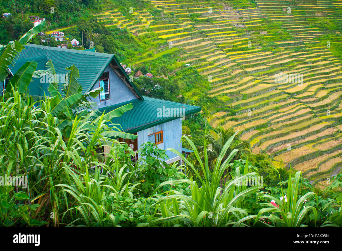 La maison sur la Colline surplombe une magnifique, luxuriante, rizières en terrasses - Batad Village - Ifugao, Philippines Banque D'Images