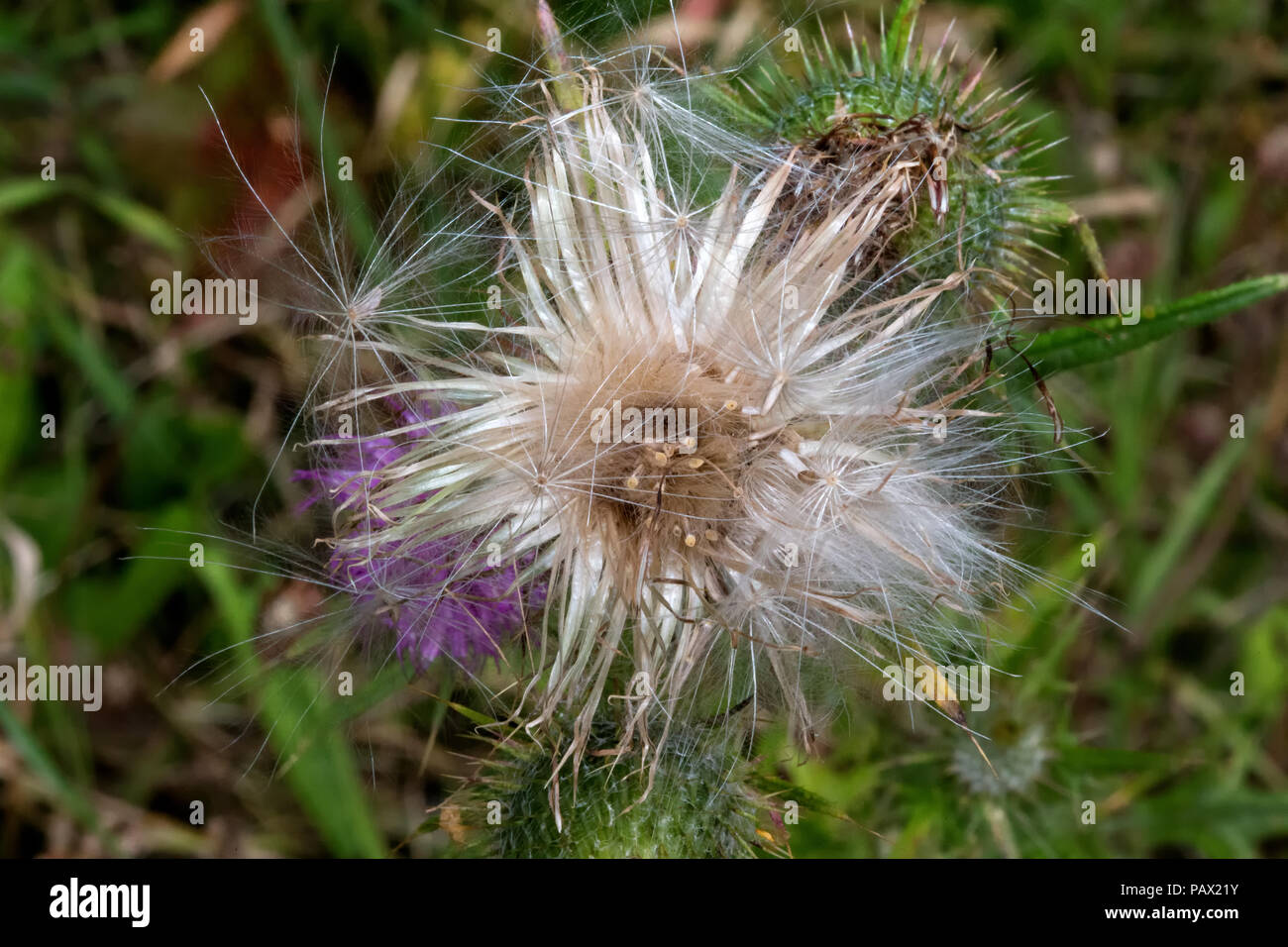 Spear Thistle, Cirsium vulgare, campagne allemande Chardon desséché, fleurs graines cotonneuses moelleux Banque D'Images