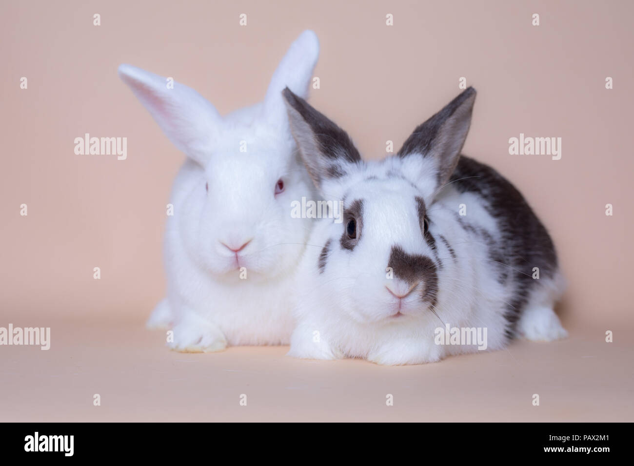 Cute Bunny le lapin sur un solide fond rose Banque D'Images