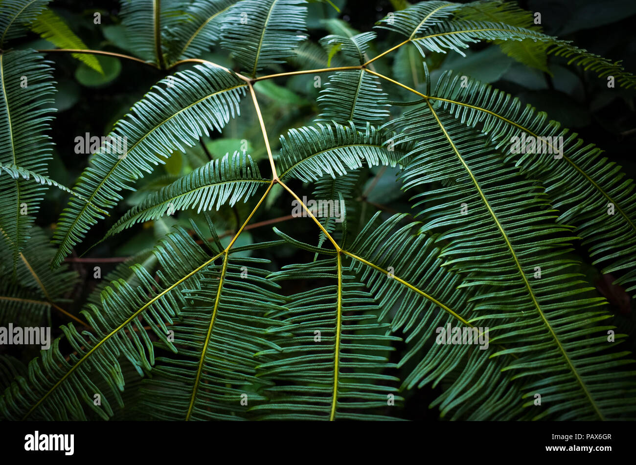 Fougère Jungle avec étoile, Bukit Batok Nature Park, Singapore Banque D'Images