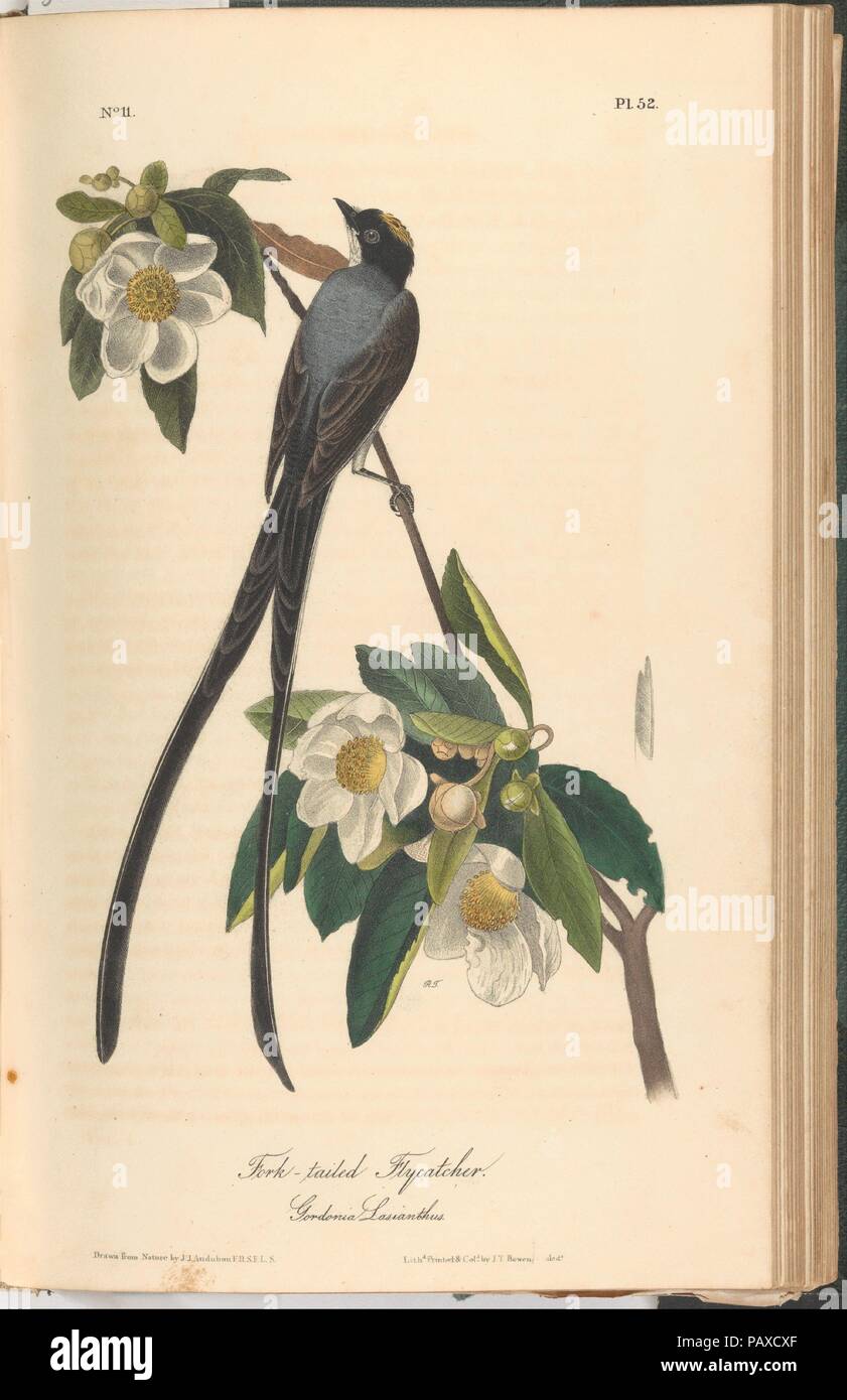 Les oiseaux d'Amérique à partir de dessins réalisés aux États-Unis. Designer : Après John James Audubon (American (né en Haïti), aux Cayes (Saint-Domingue) 1785-1851 New York). Dimensions : livre : 10 7/16 x 6 11/16 in. (26,5 x 17 cm) Page : 10 x 6 3/8 in. (25,4 x 16,2 cm). Lithographe : John T. Bowen (Américain, ca. 1801- ?1856). Editeur : J. B. Chevalier (Phildelphia, New York) ; John James Audubon (American (né en Haïti), aux Cayes (Saint-Domingue) 1785-1851 New York). Date : 1840-44. Musée : Metropolitan Museum of Art, New York, USA. Banque D'Images