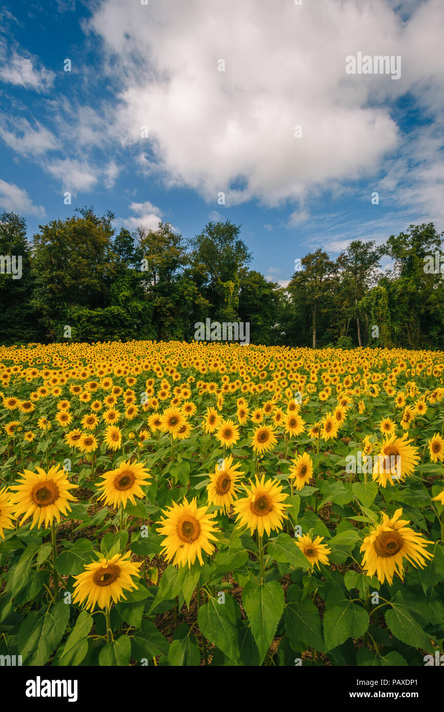 Champ de tournesol à Jarrettsville, Maryland Banque D'Images