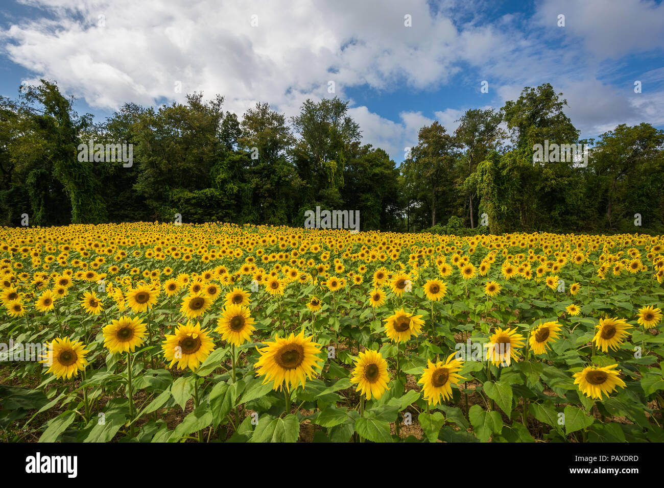 Champ de tournesol à Jarrettsville, Maryland Banque D'Images