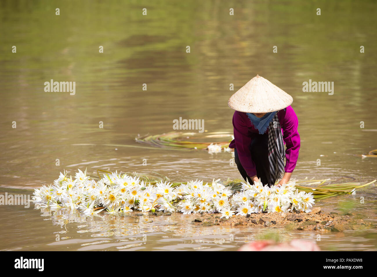 Vietnamienne avec chapeau conique est lys nettoyage après la récolte dans les marais en saison des inondations dans le sud du Vietnam Banque D'Images