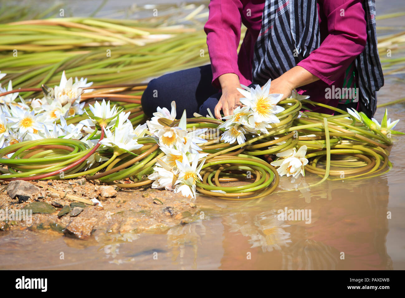 Vietnamienne avec chapeau conique est lys nettoyage après la récolte dans les marais en saison des inondations dans le sud du Vietnam Banque D'Images