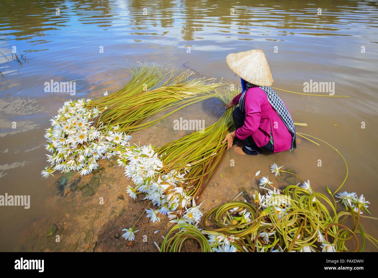Vietnamienne avec chapeau conique est lys nettoyage après la récolte dans les marais en saison des inondations dans le sud du Vietnam Banque D'Images