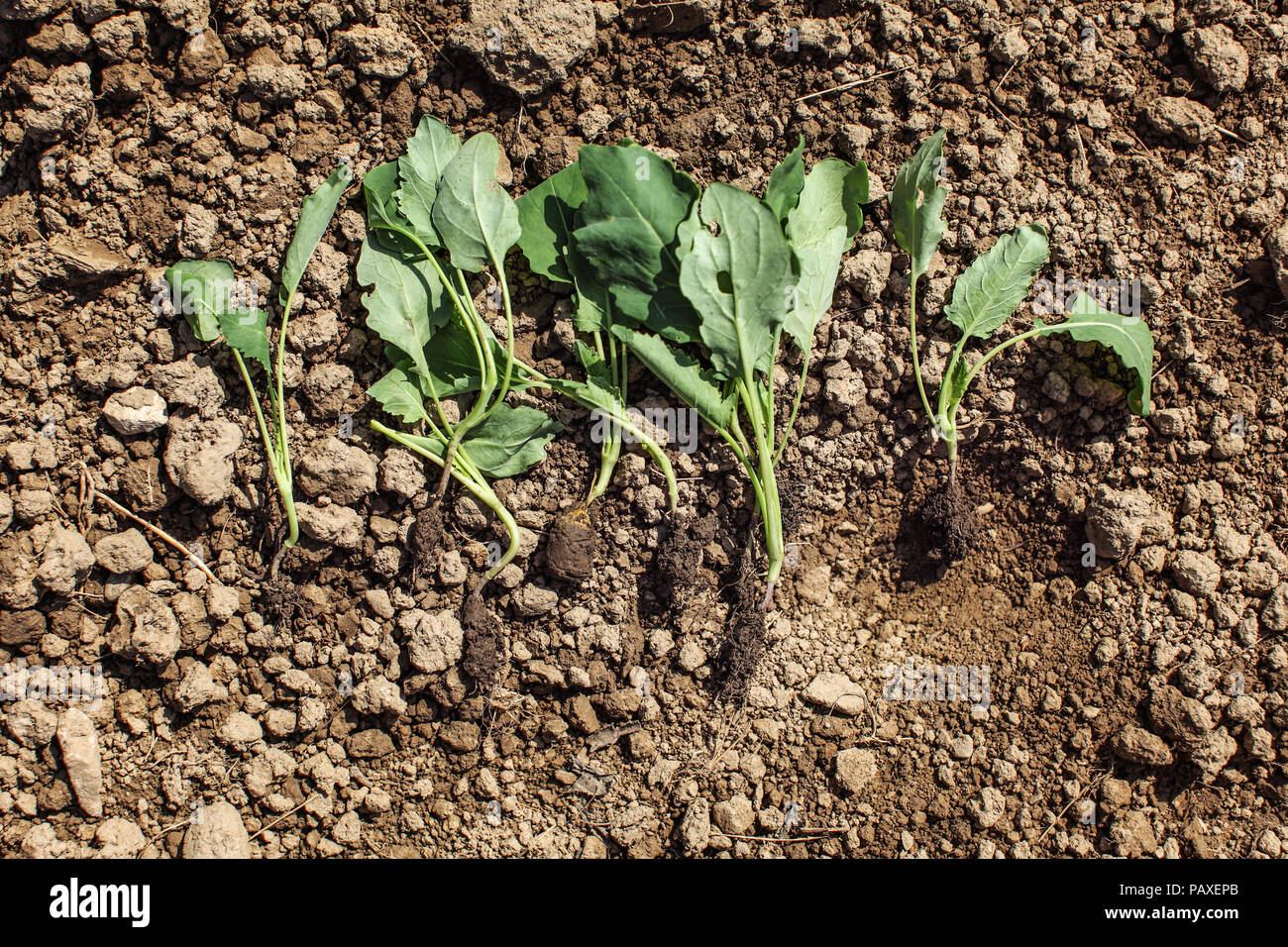 Les jeunes plantes de chourave nurseling - prêt à être planté dans le sol. Jardinage du printemps. Banque D'Images