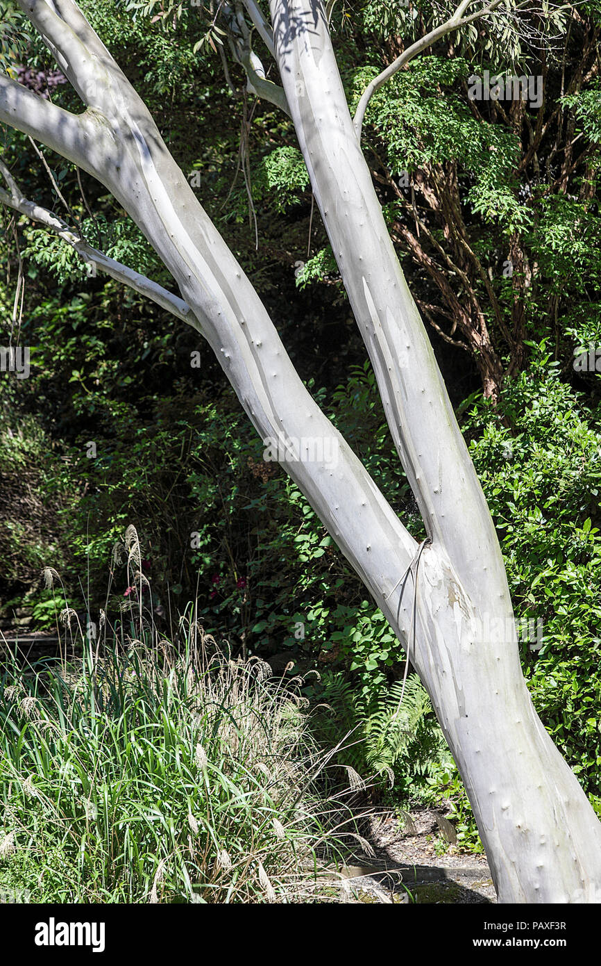 Un Eucalyptus situé dans une forêt près de Welshpool au Pays de Galles. Banque D'Images