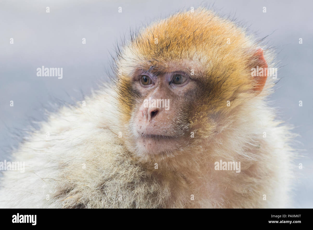 Macaque de Barbarie (Macaca sylvanus) juvénile, close-up Banque D'Images