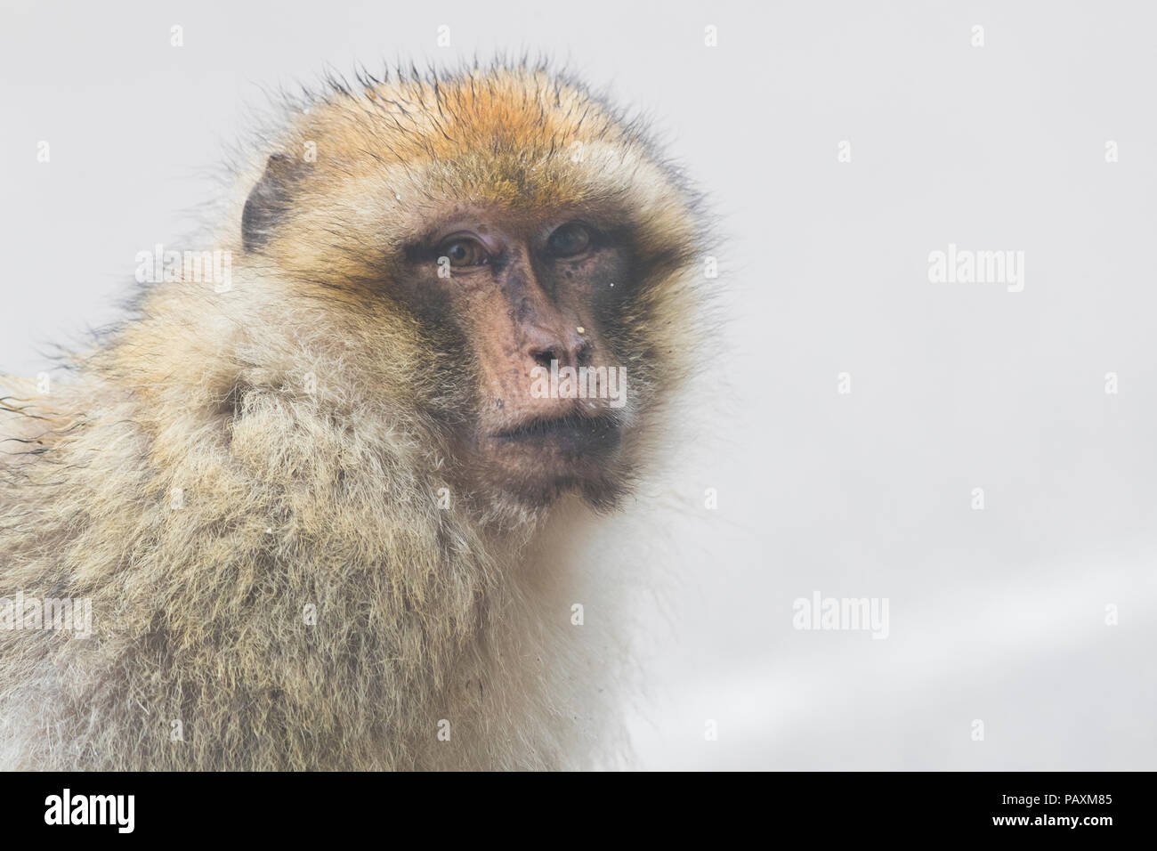 Macaque de Barbarie (Macaca sylvanus), portrait d'individu dans le brouillard Banque D'Images