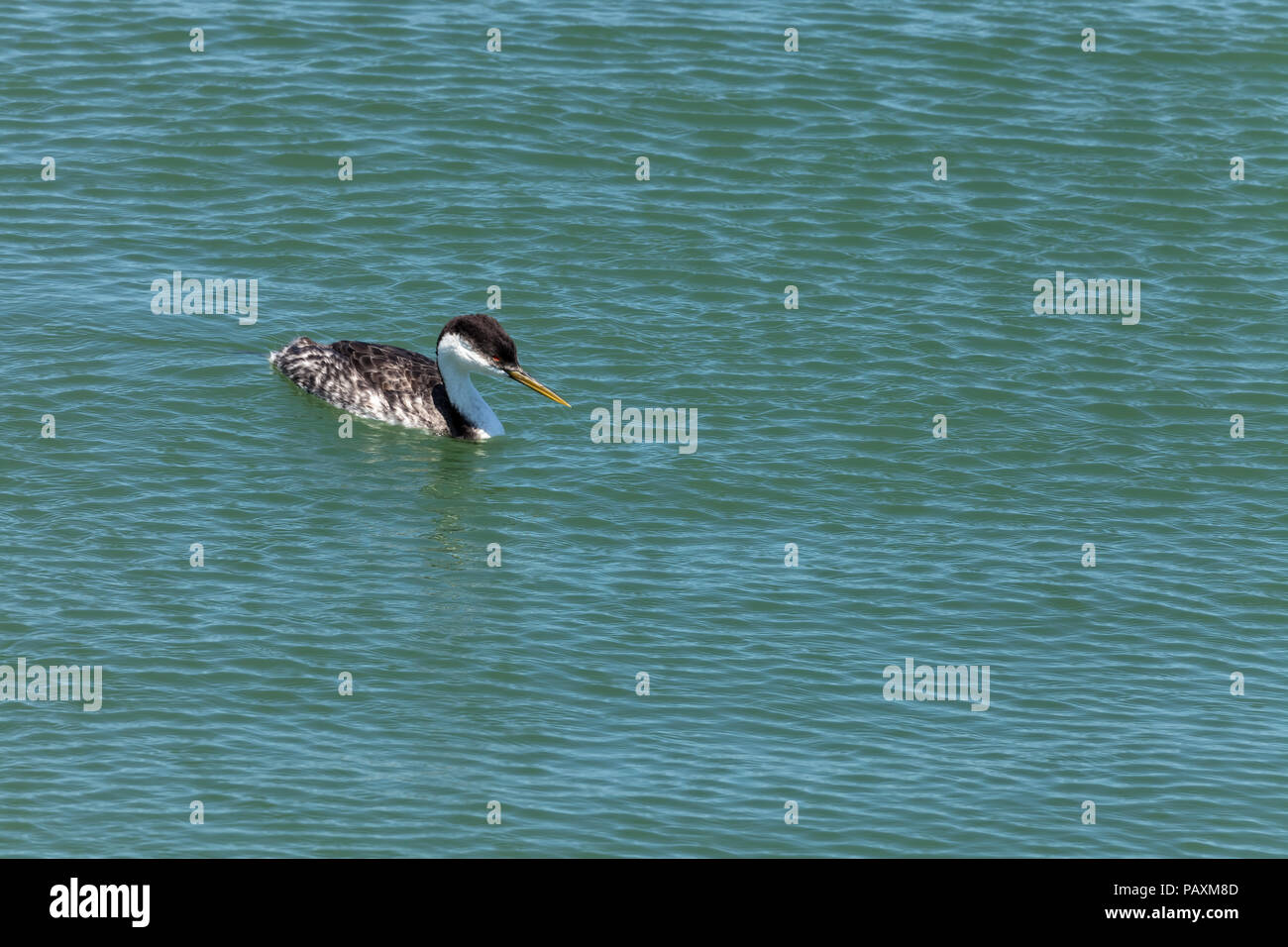 Grèbe élégant (Aechmophorus occidentalis) au littoral de San Francisco, California, United States. Banque D'Images