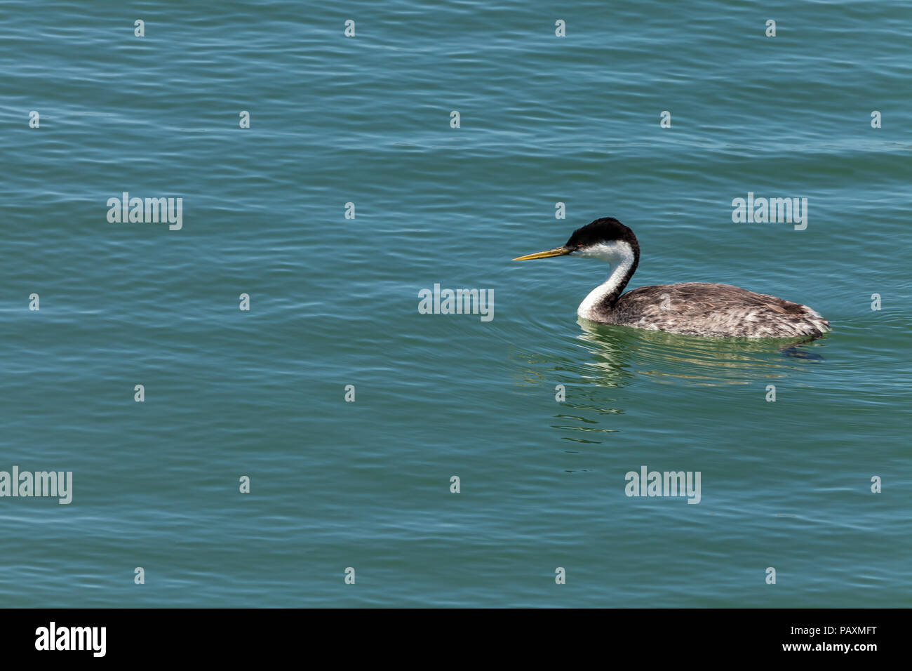 Grèbe élégant (Aechmophorus occidentalis) au littoral de San Francisco, California, United States. Banque D'Images