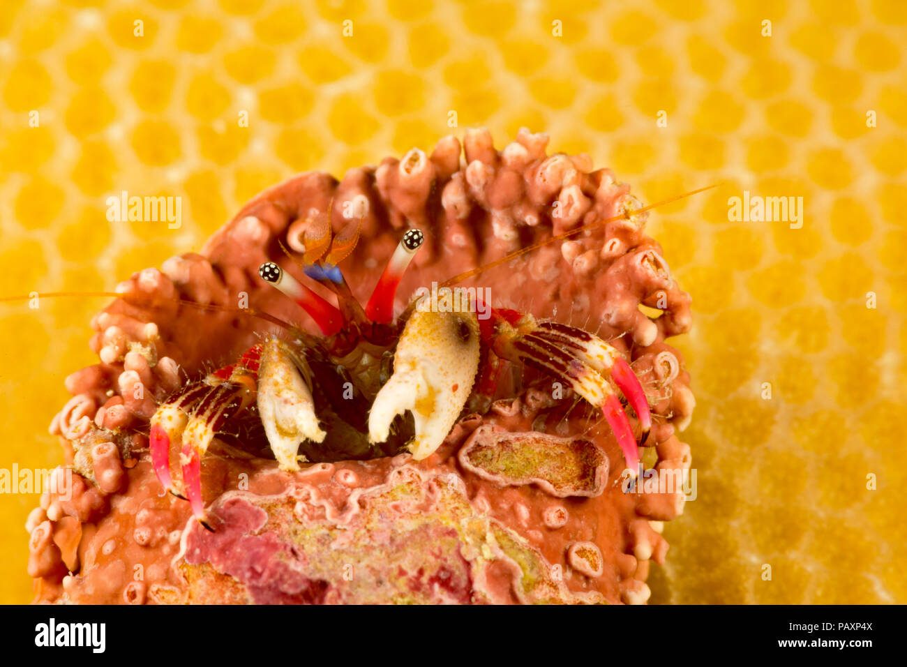 C'est un bon coup d'oeil à l'oeil et antennes tiges d'un ermite Dardanus lagopodes, crabe, dans un shell incrustés de corail, Yap, Micronésie. Banque D'Images