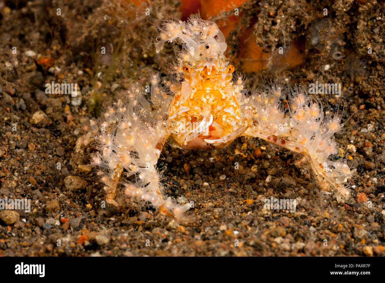 Ce crabe décorateur, Cyclocoeloma tuberculata, a couvert de vivre les hydroïdes pour la rendre moins invitant pour les prédateurs, l'île de Rinca, Komodo, dans Banque D'Images