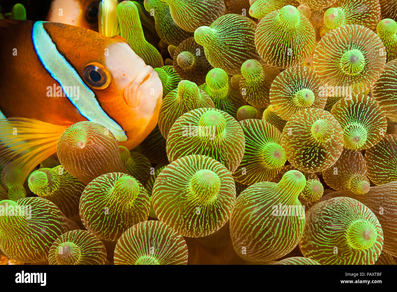 Poisson clown de Clark, Amphiprion clarkii, en anémone de mer Entacmaea quadricolor, Komodo, Indonésie. Banque D'Images