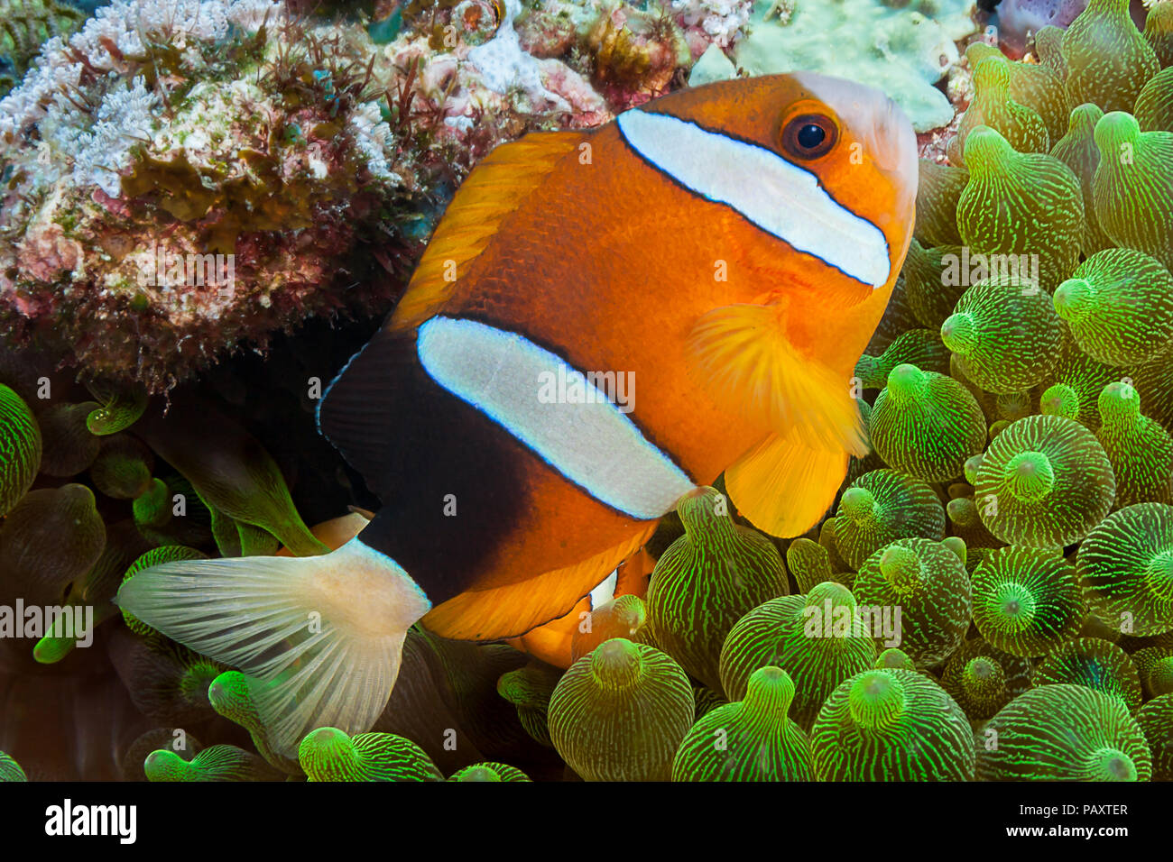 Poisson clown de Clark, Amphiprion clarkii, en anémone de mer Entacmaea quadricolor, Komodo, Indonésie, Banque D'Images